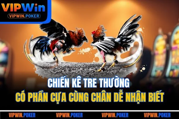 Chiến kê tre thường có phần cựa cùng chân dễ nhận biết