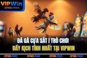 Đá gà cựa sắt