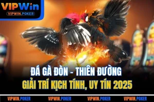 Đá Gà Đòn - Thiên Đường Giải Trí Kịch Tính, Uy Tín 2025