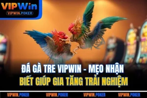 Đá Gà Tre VIPWIN - Mẹo Nhận Biết Giúp Gia Tăng Trải Nghiệm