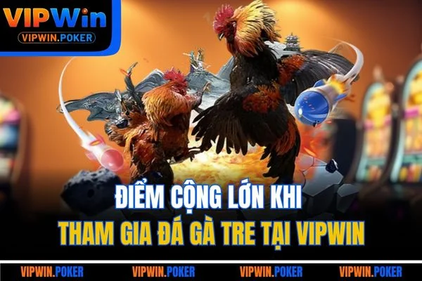Điểm cộng lớn khi tham gia đá gà tre tại VIPWIN