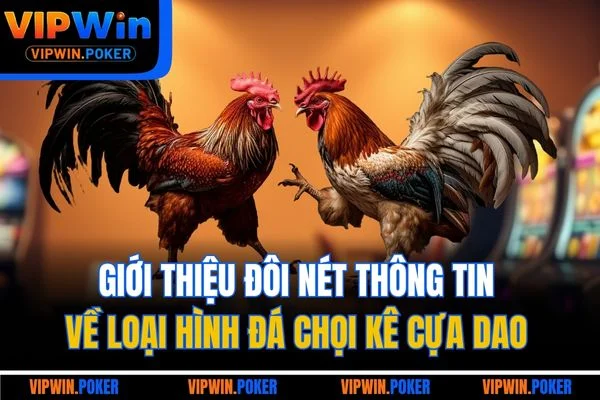 Giới thiệu đôi nét thông tin về loại hình đá chọi kê cựa dao