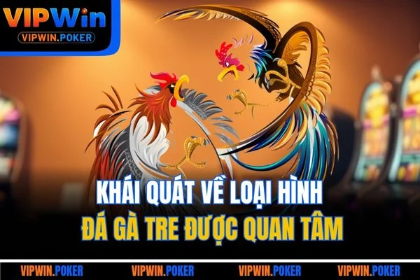 Khái quát về loại hình đá gà tre được quan tâm