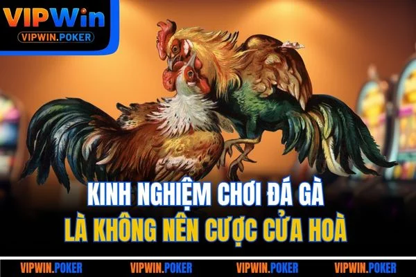 Kinh nghiệm chơi đá gà là không nên cược cửa hoà