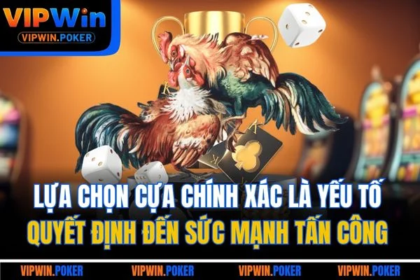 Lựa chọn cựa chính xác là yếu tố quyết định đến sức mạnh tấn công