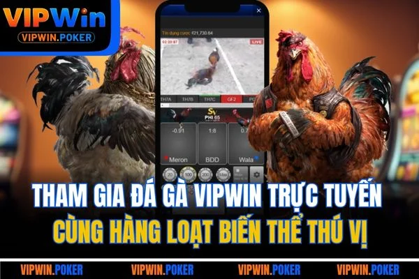 Tham gia đá gà VIPWIN trực tuyến cùng hàng loạt biến thể thú vị