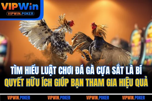 Tìm hiểu luật chơi đá gà cựa sắt là bí quyết hữu ích giúp bạn tham gia hiệu quả
