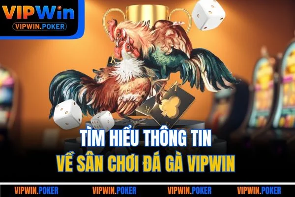 Tìm hiểu thông tin về sân chơi đá gà VIPWIN