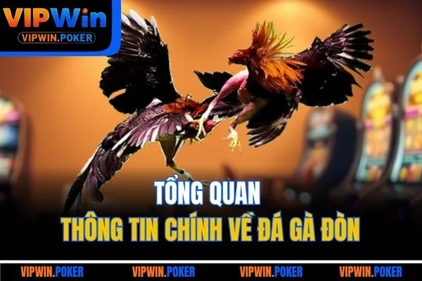 Tổng quan thông tin chính về đá gà đòn