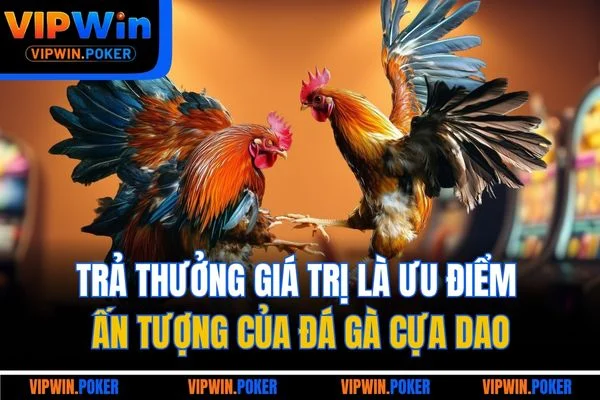 Trả thưởng giá trị là ưu điểm ấn tượng của đá gà cựa dao