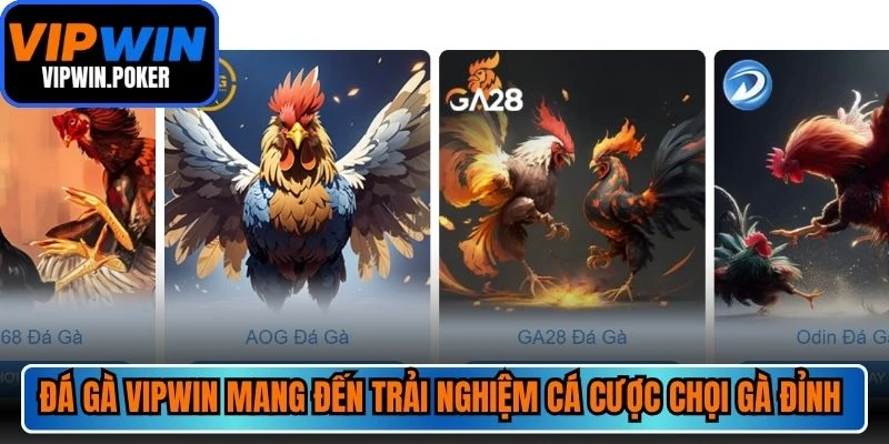 Đá gà VIPWIN mang đến trải nghiệm cá cược chọi gà đỉnh cao cho sư kê
